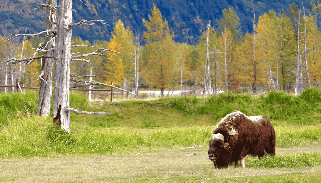 Alaska Summer 04