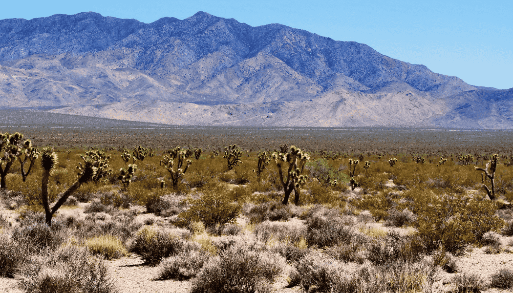 La To Vegas 07