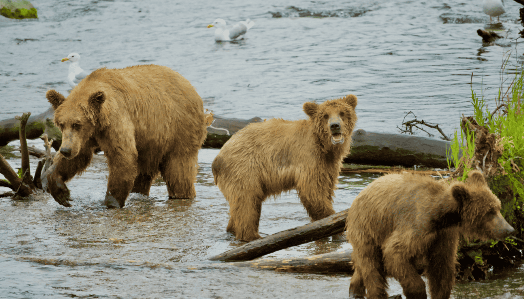 Katmai Day Tour 02