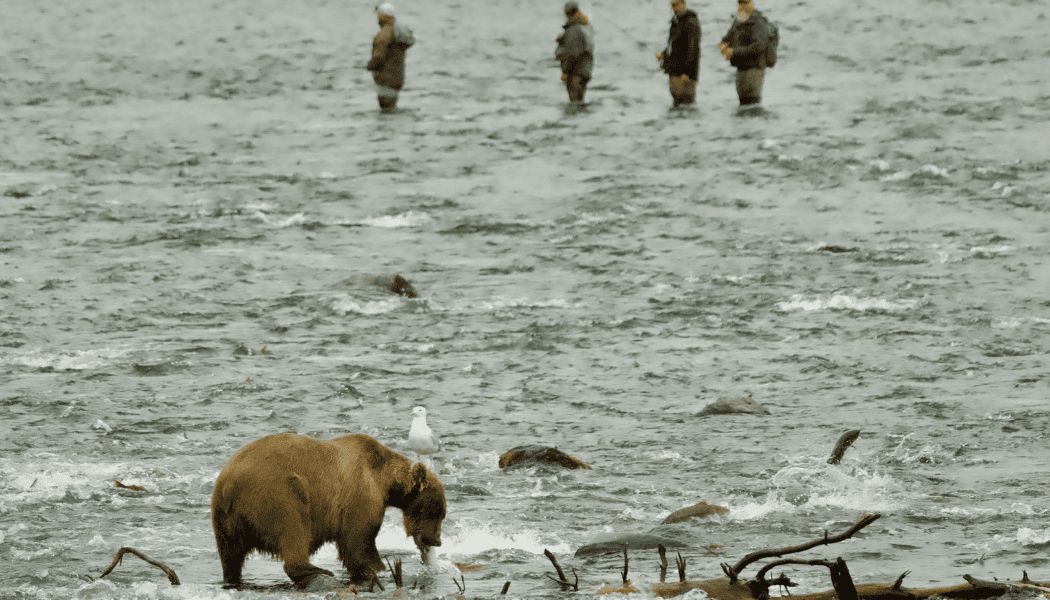 Katmai Day Tour 04