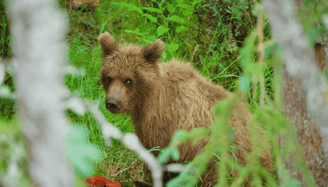 Katmai Day Tour 06