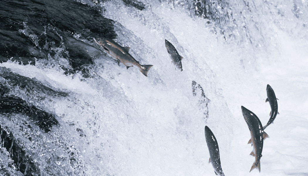Salmon Fishing 02