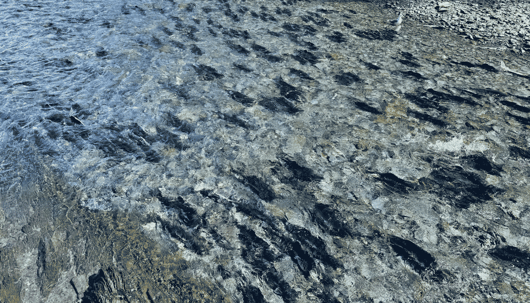 Salmon Fishing 04