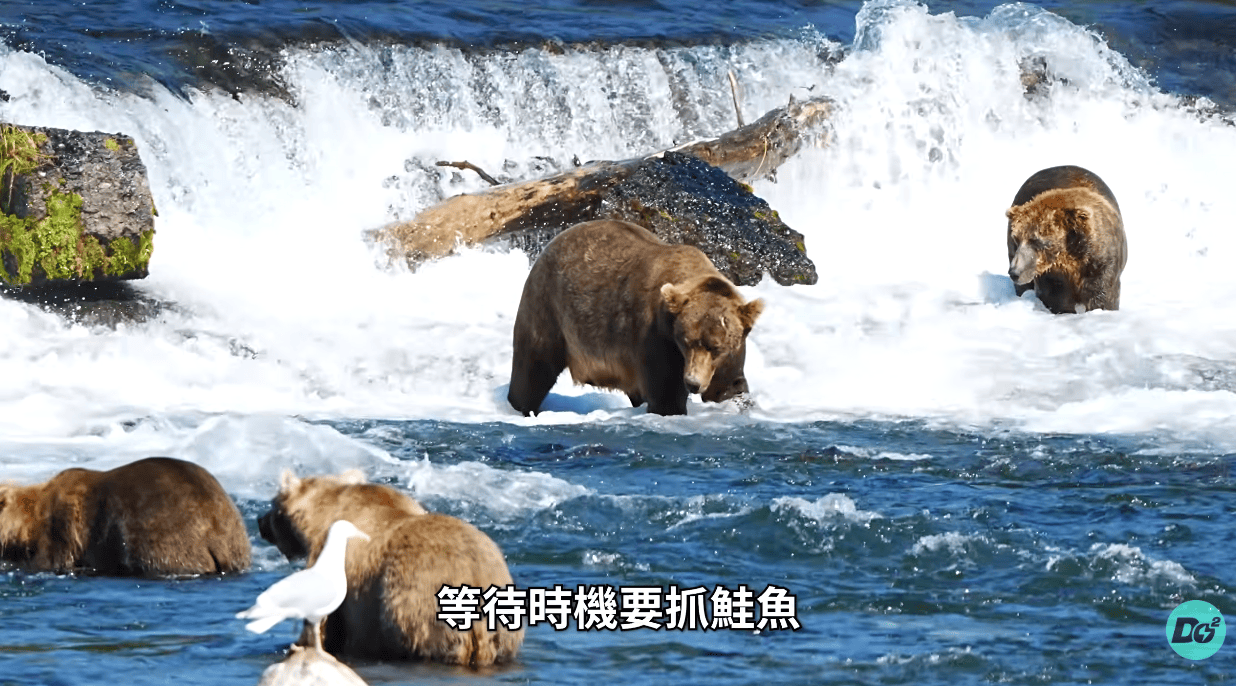 阿拉斯加夏季賞熊 The DoDo Men Eric - SkyHorse